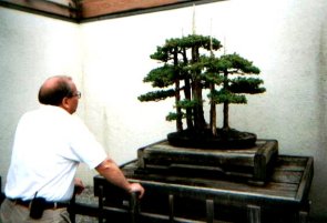 Juniper Bonsai Tree on Tree Style Planted By Mr  Naka In 1954  Foemina Juniper  Hari Shimpaku